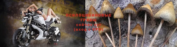 гидра Вязьма
